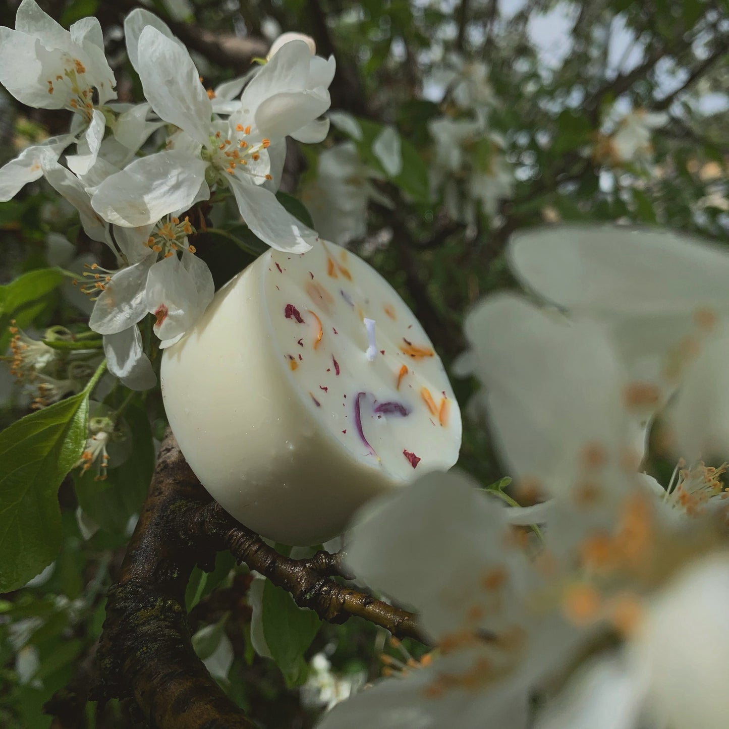 Flourish Mini Spell Candle | Cherry Blossom, Grapefruit + Tangerine | Pride Fundraiser | Handmade with Soy Wax